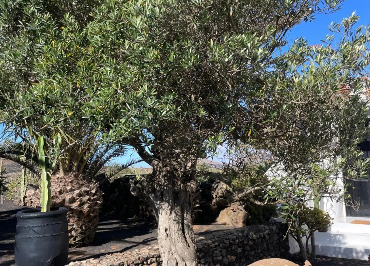 Guest house Finca Malvasia Rural Estate & Vineyard Tias
